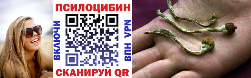 магазин Павловск Псилоцибиновые грибы Psilocybe